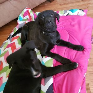 Meet your Posher, Donald